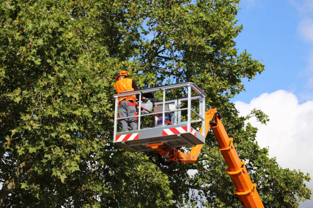 Best Tree Removal Services  in USA